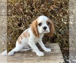 Small #3 Cavalier King Charles Spaniel