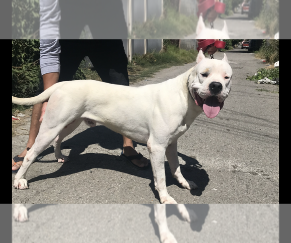 Medium Photo #3 Dogo Argentino Puppy For Sale in LOS ANGELES, CA, USA