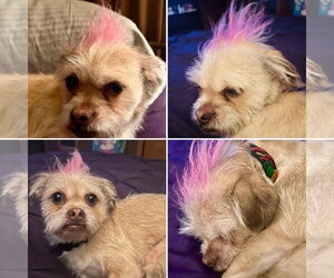 Angel - Female Mutt Dog for Adoption - Photo #7