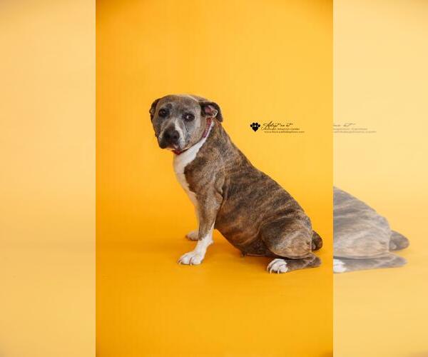 Medium Photo #15 Mutt Puppy For Sale in Rockwall, TX, USA