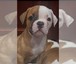 Puppy Maximus American Bulldog