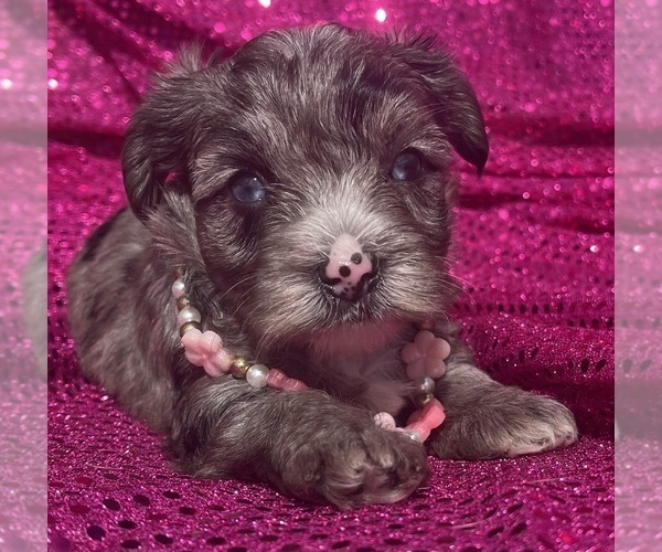 Medium Photo #12 Yorkshire Terrier Puppy For Sale in MIAMI, FL, USA