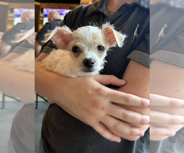 Medium Photo #1 Chihuahua Puppy For Sale in Holly Springs, NC, USA