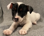 Small #2 Jack Russell Terrier