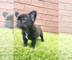 Small Photo #10 French Bulldog Puppy For Sale in AUSTIN, TX, USA