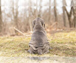 Small Photo #10 Mastiff-Neapolitan Mastiff Mix Puppy For Sale in BRISTOL, IN, USA
