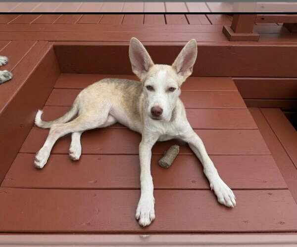 Medium Photo #10 Siberian Husky-Unknown Mix Puppy For Sale in Germantown, OH, USA