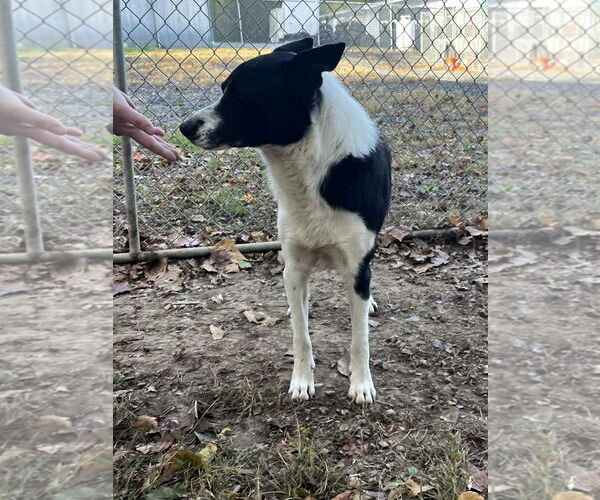 Medium Photo #2 Border Collie-Unknown Mix Puppy For Sale in Hinton, WV, USA