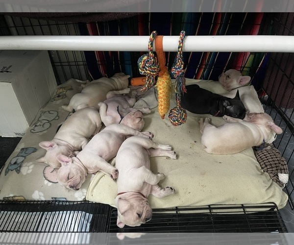 Medium Photo #1 Faux Frenchbo Bulldog Puppy For Sale in HOODSPORT, WA, USA