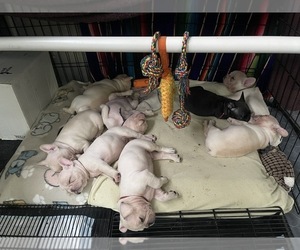 Faux Frenchbo Bulldog Litter for sale in HOODSPORT, WA, USA