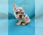 Small Photo #10 French Bulldog Puppy For Sale in GLENDALE, CA, USA