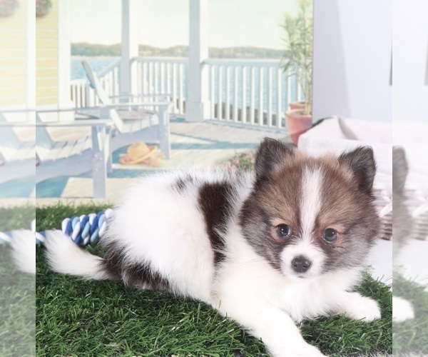 Medium Photo #4 Pomeranian Puppy For Sale in MOUNT VERNON, OH, USA