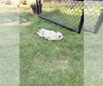 Small Photo #9 Golden Retriever Puppy For Sale in CHIPPEWA FALLS, WI, USA