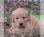 Puppy Puppy 4 Golden Retriever