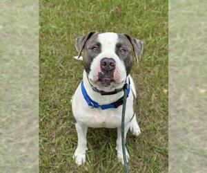 American Staffordshire Terrier Dogs for adoption in Fort Lauderdale, FL, USA