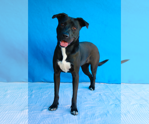 Medium Photo #2 Labrador Retriever-Unknown Mix Puppy For Sale in Pasadena, CA, USA