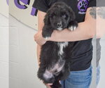 Small #2 Golden Retriever Mix