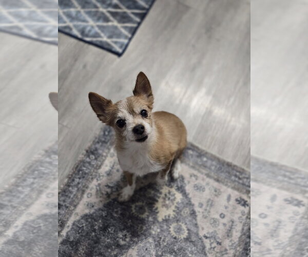 Medium Photo #2 Pomeranian-Unknown Mix Puppy For Sale in Sandy, UT, USA