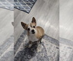 Small Photo #2 Pomeranian-Unknown Mix Puppy For Sale in Sandy, UT, USA