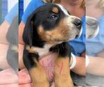 Puppy 1 Greater Swiss Mountain Dog