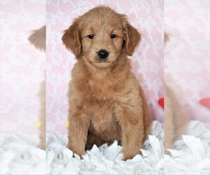 Goldendoodle (Miniature) Puppy for sale in SYRACUSE, IN, USA