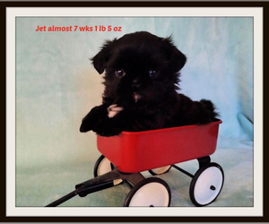 Shih Tzu Puppy for sale in SILVER SPRINGS, NV, USA
