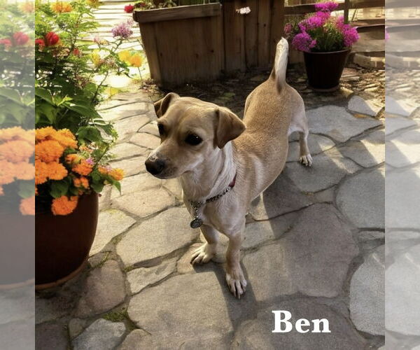 Medium Photo #1 Chihuahua Puppy For Sale in Menifee, CA, USA