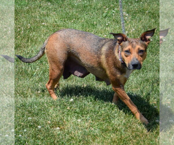 Medium Photo #4 Boxweiler Puppy For Sale in Huntley, IL, USA