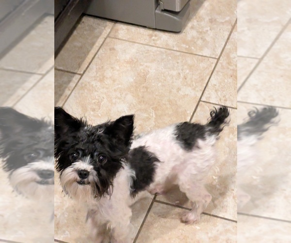 Medium Photo #1 Yorkshire Terrier Puppy For Sale in VIRGINIA BEACH, VA, USA