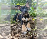 Small #5 Mutt