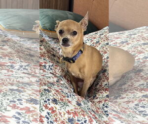 Chihuahua-Unknown Mix Dogs for adoption in Princeton, MN, USA