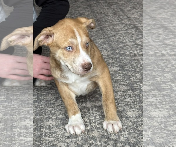 Medium Photo #2 Labsky Puppy For Sale in Mechanicsburg, PA, USA