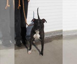 American Pit Bull Terrier Dogs for adoption in Louisville, KY, USA