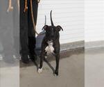 Small American Pit Bull Terrier