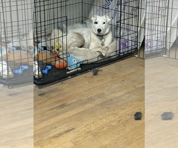 Medium Photo #3 Mutt Puppy For Sale in Aurora, CO, USA