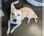 Small Photo #18 Siberian Husky-Unknown Mix Puppy For Sale in Rockwall, TX, USA