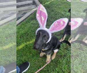 German Shepherd Dog Dogs for adoption in Cupertino, CA, USA