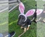 Small German Shepherd Dog
