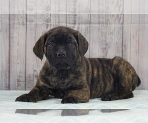 Cane Corso Puppy for sale in FREDERICKSBG, OH, USA