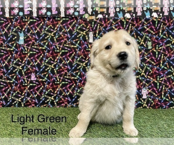 Medium Photo #11 Golden Retriever Puppy For Sale in CORONA, CA, USA