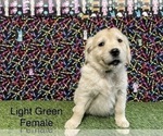 Small Photo #11 Golden Retriever Puppy For Sale in CORONA, CA, USA
