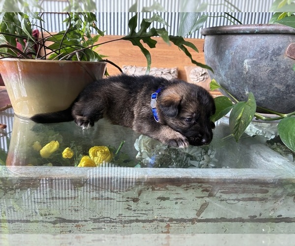 Medium Photo #13 German Shepherd Dog Puppy For Sale in SANDUSKY, OH, USA