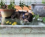 Small #12 German Shepherd Dog