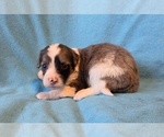 Small #1 Aussiedoodle