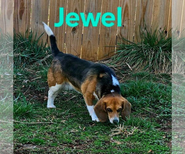 Medium Photo #12 Beagle-Unknown Mix Puppy For Sale in Rustburg, VA, USA