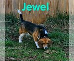 Small Photo #12 Beagle-Unknown Mix Puppy For Sale in Rustburg, VA, USA