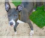 Small American Staffordshire Terrier Mix