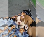 Small Photo #5 Boston Terrier Puppy For Sale in ORANGE, TX, USA