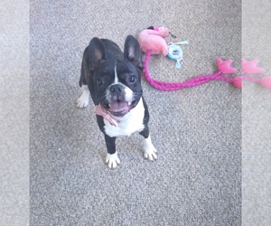 Faux Frenchbo Bulldog Puppy for sale in MINERAL WELLS, WV, USA
