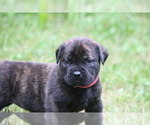 Small #2 Boerboel